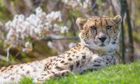 Cheetah Animal Predator Glance Big-cat