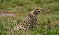 Cheetah Animal Predator Wildlife