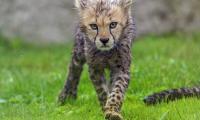 Cheetah Cub Animal Predator Wet