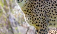 Cheetah Glance Animal Predator