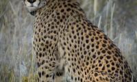Cheetah Predator Animal Big-cat