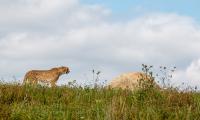 Cheetah Predator Animal Big-cat Wildlife