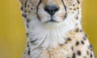 Cheetah Predator Animal Glance Big-cat