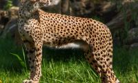 Cheetah Predator Animal Grass Wildlife