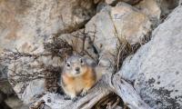 Chipmunk Animal Rocks Wildlife