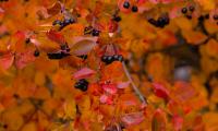 Chokeberry Berries Branch Leaves Autumn Macro