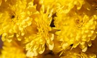 Chrysanthemums Flowers Petals Yellow Bright Macro