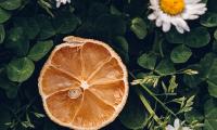 Citrus Slice Dry Flowers Leaves Macro