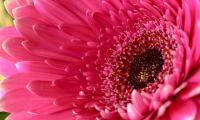 Daisy Flower Petals Pink Macro