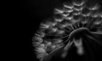 Dandelion Fluff Macro Black-and-white Black