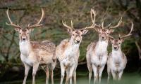 Deer Antlers Animal Glance Wildlife
