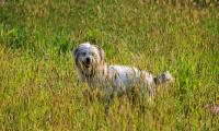 Dog Animal Pet Protruding-tongue Grass