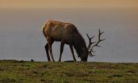 Elk Antler Animal Field Wildlife