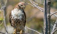 Falcon Bird Predator Branches Tree Wildlife