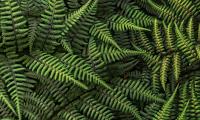 Fern Plant Bush Leaves Green Macro
