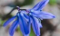 Flower Blue Macro Plant
