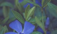 Flower Petals Plant Macro Blue