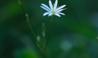 Flower Plant Blur Macro