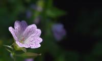 Flower Plant Petals Blur Macro