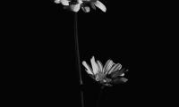 Flowers Petals Black-and-white Black