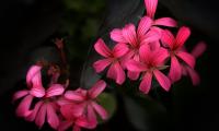 Flowers Petals Plant Macro Pink