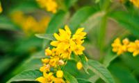 Flowers Plant Leaves Macro Yellow