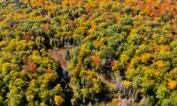 Forest Trees Aerial-view Autumn