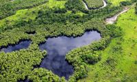 Forest Trees Lake Nature Landscape Aerial-view