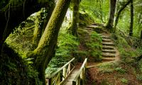 Forest Trees Moss Stairs Nature Green