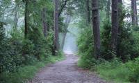 Forest Trees Path Fog Haze Nature