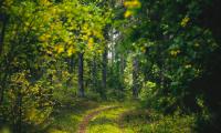 Forest Trees Path Green Nature Landscape