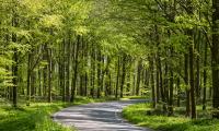 Forest Trees Road Turn Nature Green