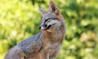 Fox Glance Animal Predator