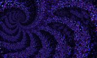 Fractal Pattern Abstraction Purple Dark