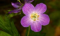 Geranium Flower Purple Macro Plant