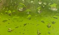 Glass Drops Liquid Macro Green