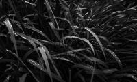 Grass Dew Wet Black-and-white