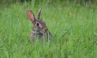 Hare Animal Glance Grass Wildlife