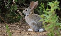 Hare Animal Plant Wildlife