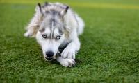 Husky Dog Pet Play