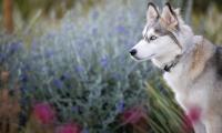 Husky Glance Dog Animal Pet