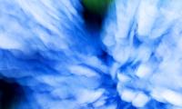 Hydrangea Flowers Blur Abstraction Blue