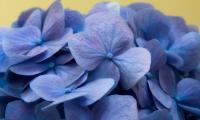 Hydrangea Flowers Petals Macro Blue