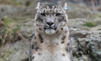 Irbis Snow-leopard Animal Predator Glance