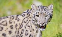 Irbis Snow-leopard Glance Animal Roar