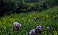Irises Flowers Plants Grass Field