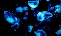Jellyfish Blue Glow Underwater Dark