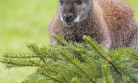 Kangaroo Animal Glance Spruce Branches