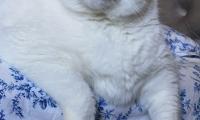 King-duncan Fat-cat Cat Animal Pet White