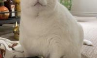 King-duncan Fat-cat Cat Glance Pet